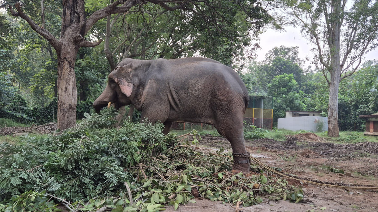 Elephant enclosure is ready in Gorakhpur Zoo, CM will inaugurate