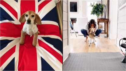 Duchess of Sussex Meghan Markle pays tribute to late dog Guy shares heartfelt post says You filled my life