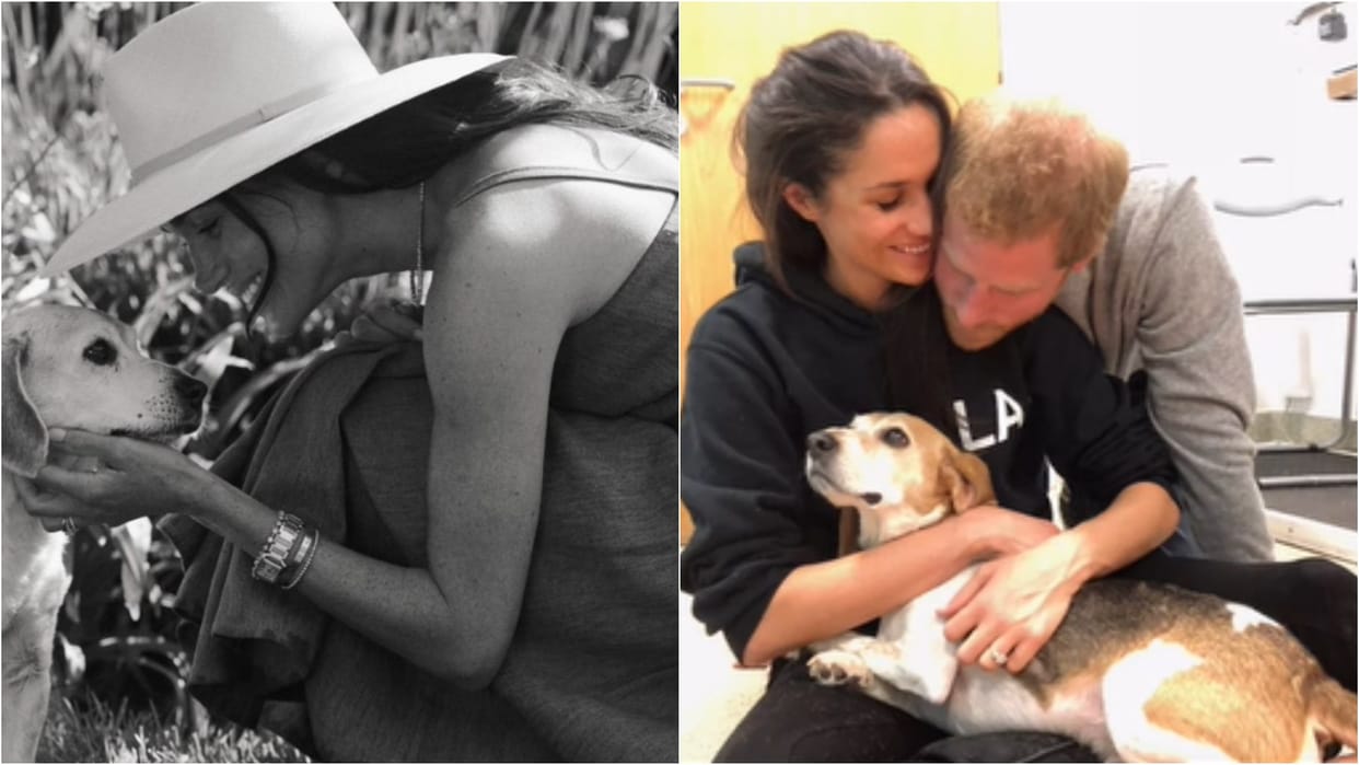 Duchess of Sussex Meghan Markle pays tribute to late dog Guy shares heartfelt post says You filled my life
