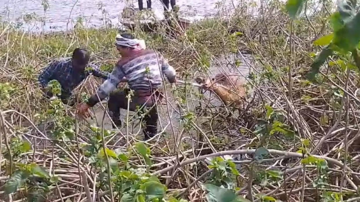 Maihar News Nilgai calf stuck in swamp of pond youth took it out getting appreciation from all sides