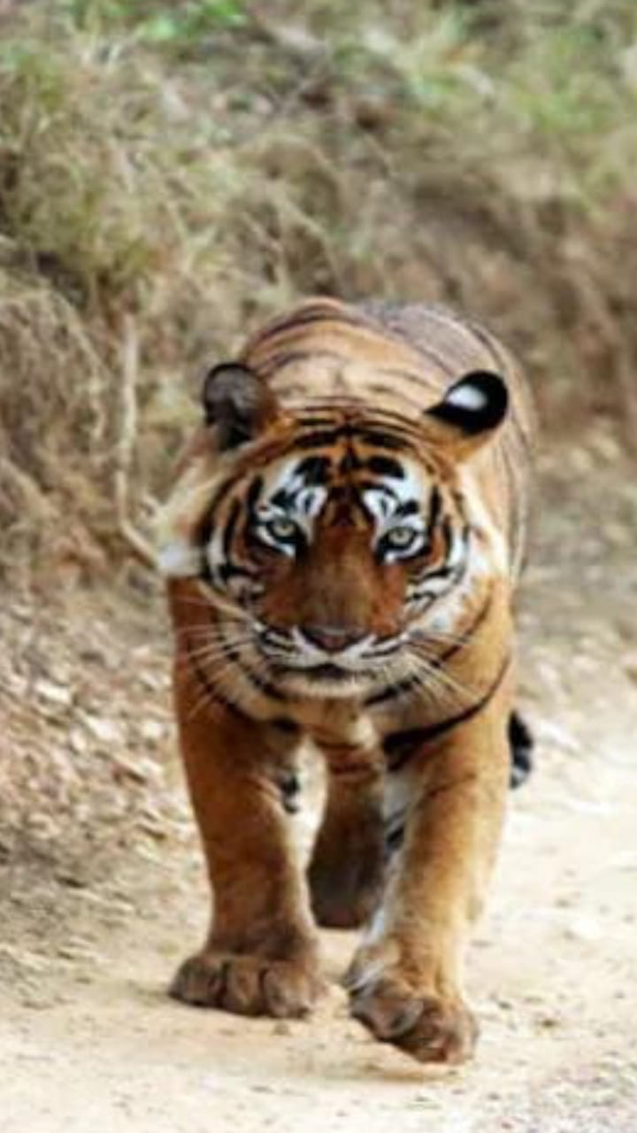 MP News: Stop sending tigers of Madhya Pradesh to other states, demand immediate intervention from NTCA