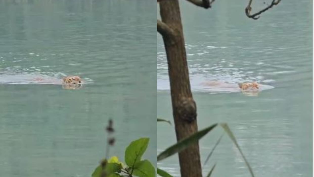 Tourists thrilled to see tiger swimming in the canal amidst the cold in Pilibhit