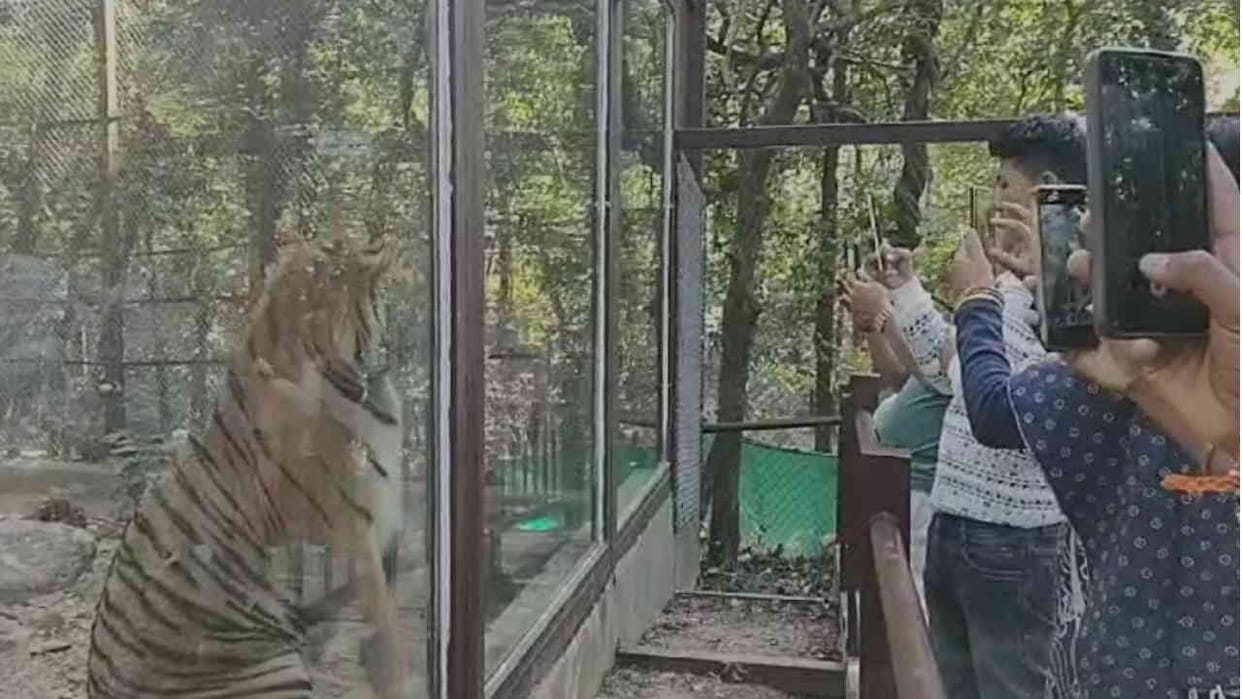 Tigers pair made zoo rich broke all the old records of earnings Dehradun Uttarakhand News