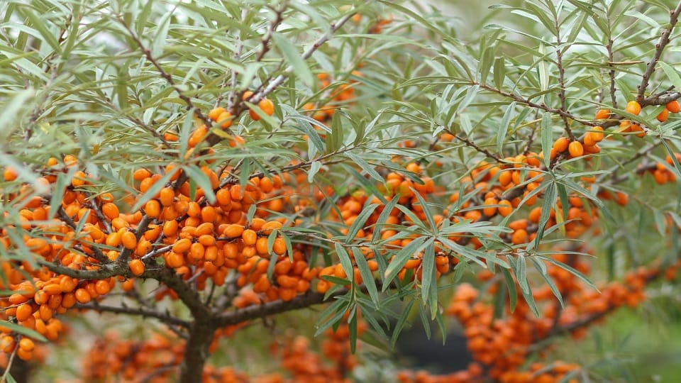 Amesh will be cultivated commercially in Uttarakhand also