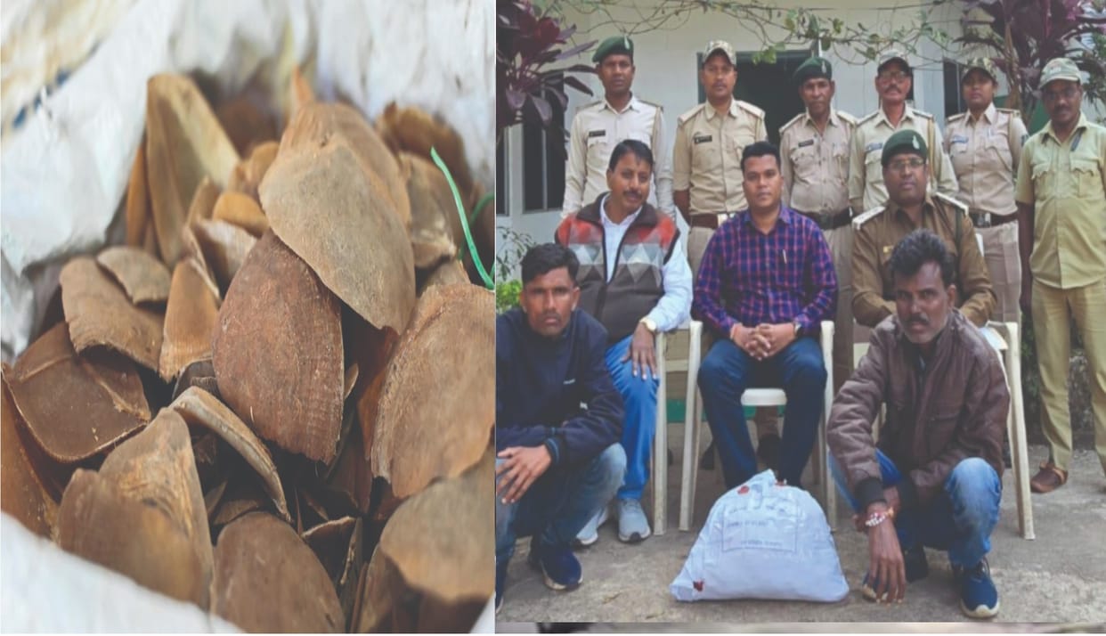Raipur: Forest department action on pangolin smugglers, three smugglers arrested, 43 kg scales recovered