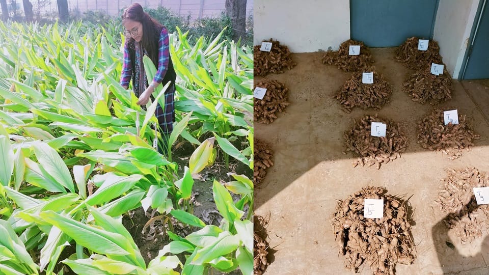 Farmers will benefit from turmeric cultivation earning lakhs annually