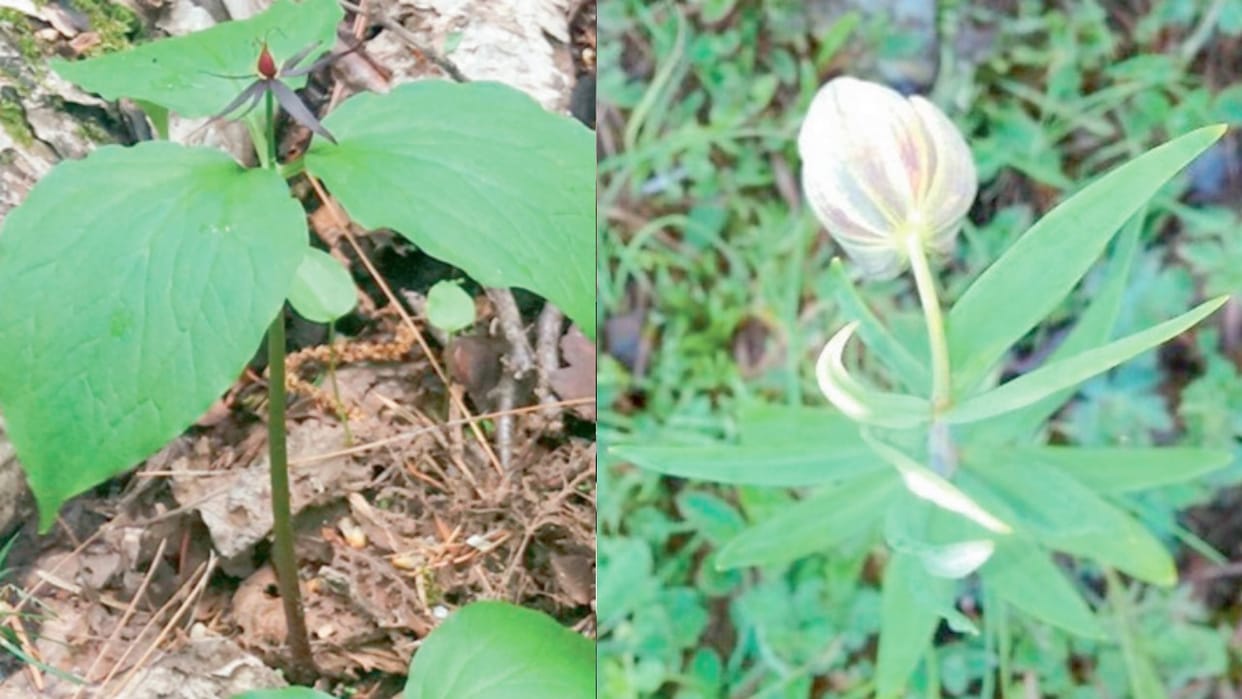 Himachal: 95 herbs on the verge of extinction in tribal areas, research revealed