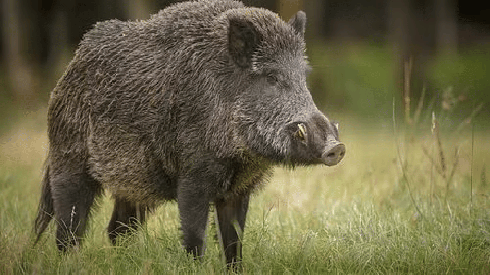 Farmer clashed with a wild boar, family saved his lifepri