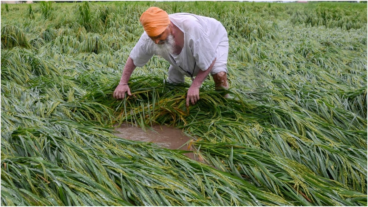 IMD warned about climate change, said- there may be a decline in the production of wheat and rice