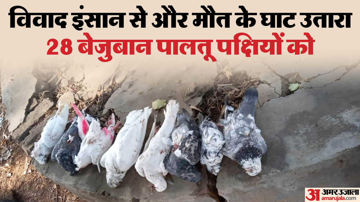 MP News Merciless neighbor vented his anger of fighting on innocent birds twisted necks of pigeons 28 died