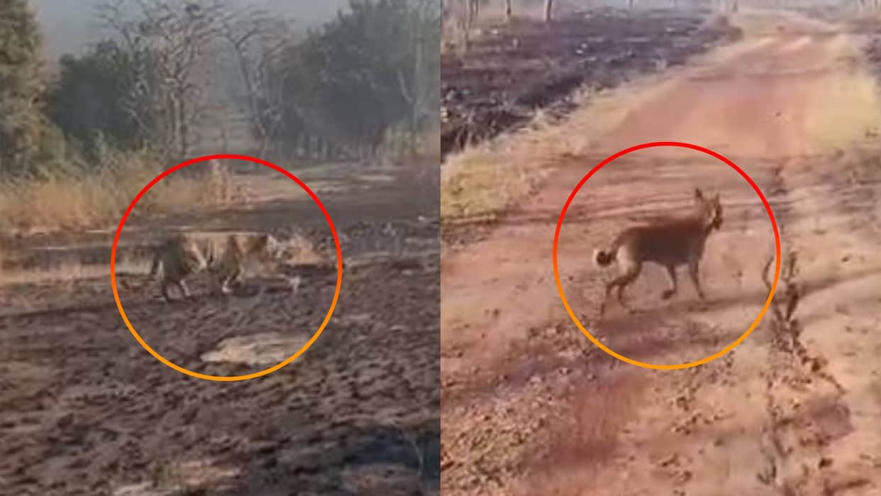MP News Panna Dog entered core area of Panna Tiger Reserve questions raised on security of PTR
