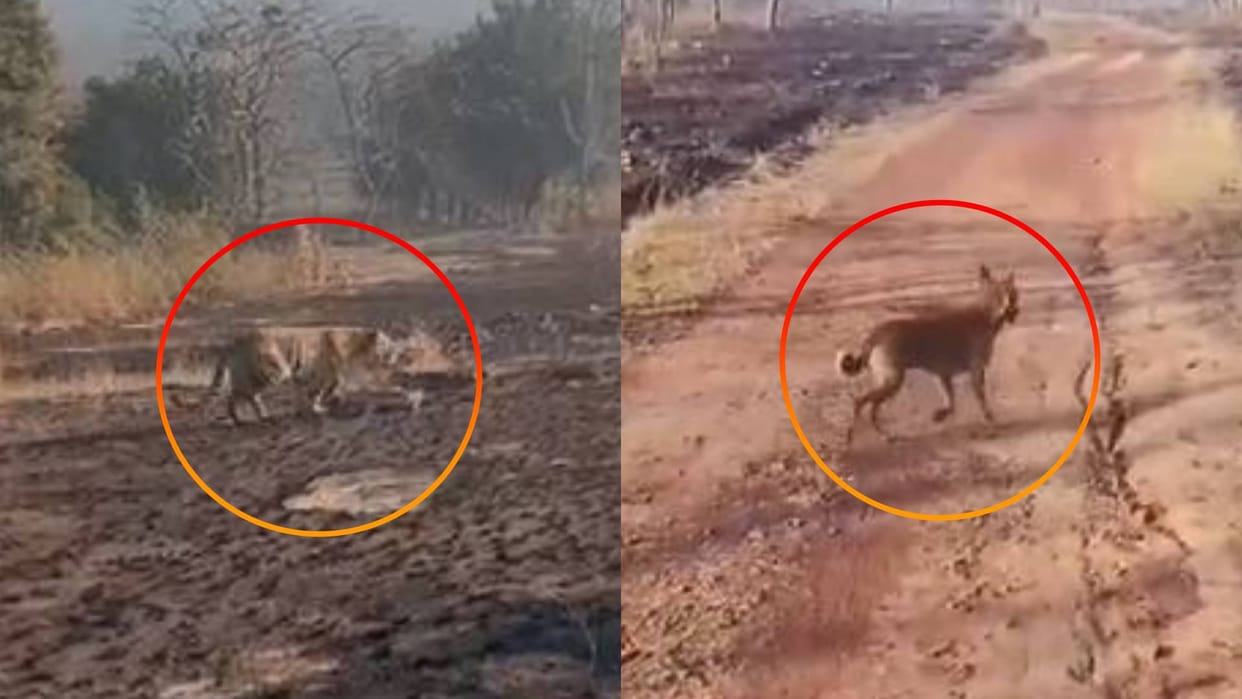 MP News Panna Dog entered core area of Panna Tiger Reserve questions raised on security of PTR