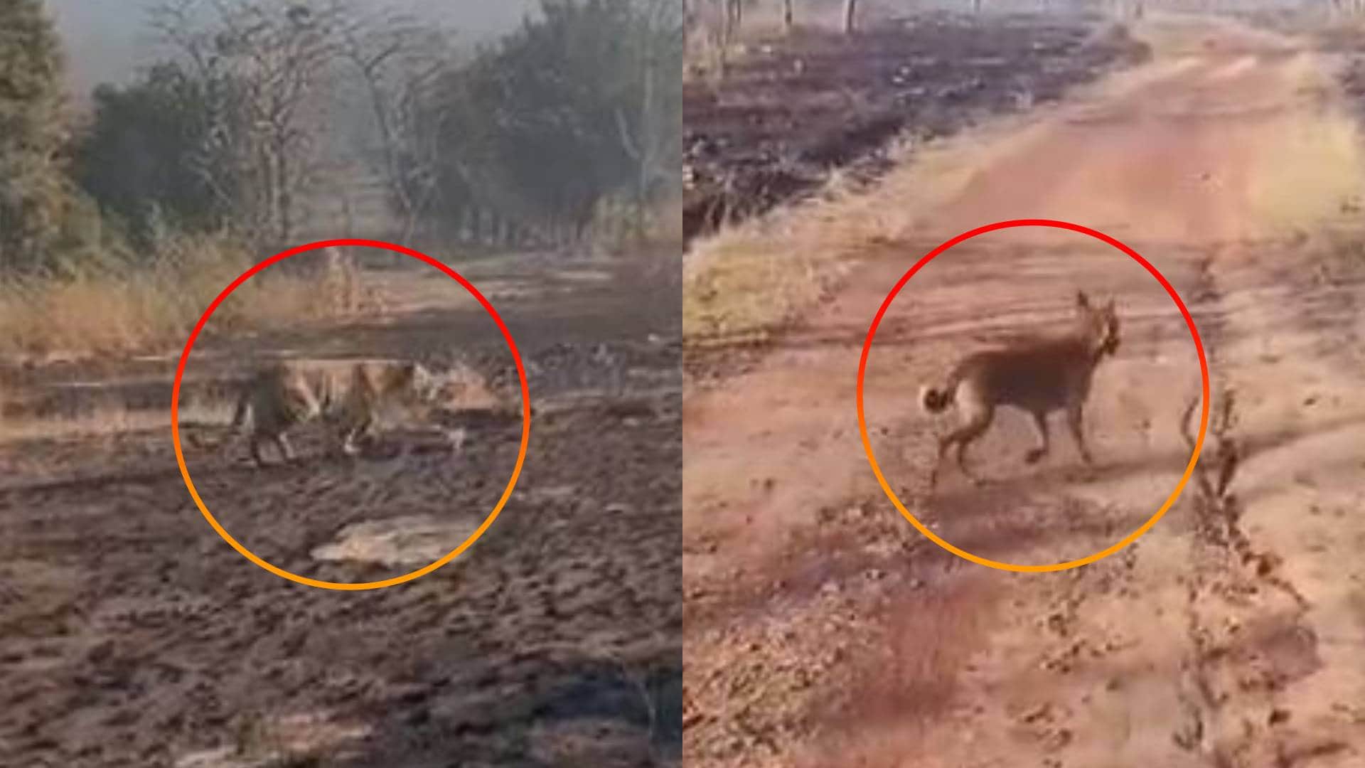 टाइगर रिजर्व में घुसा कुत्ता