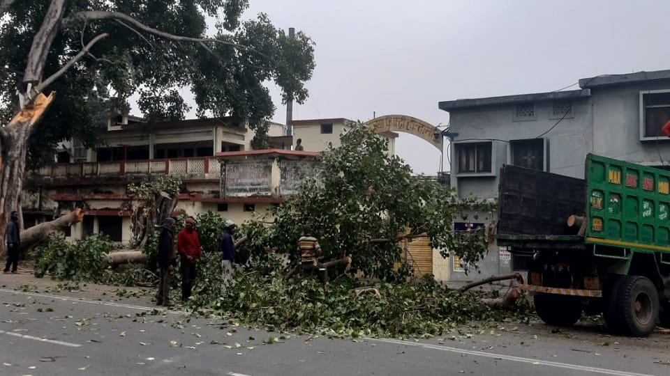 Cutting of trees for road widening in rampur road haldwani