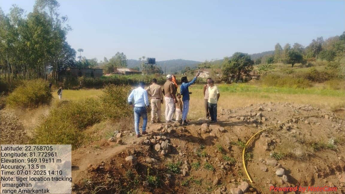 अनूपपुर में बाघिन की तलाश जारी है।