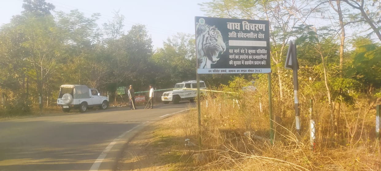MP News: Two tigers came in front of morning walkers in Chandanpura, the danger of tiger-human conflict is inc