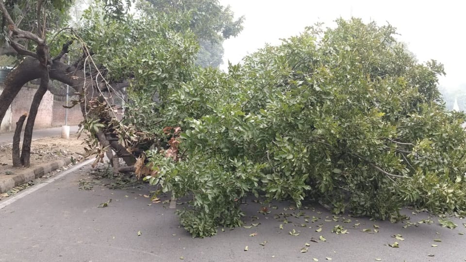 Big Tree fell on road in chandigarh