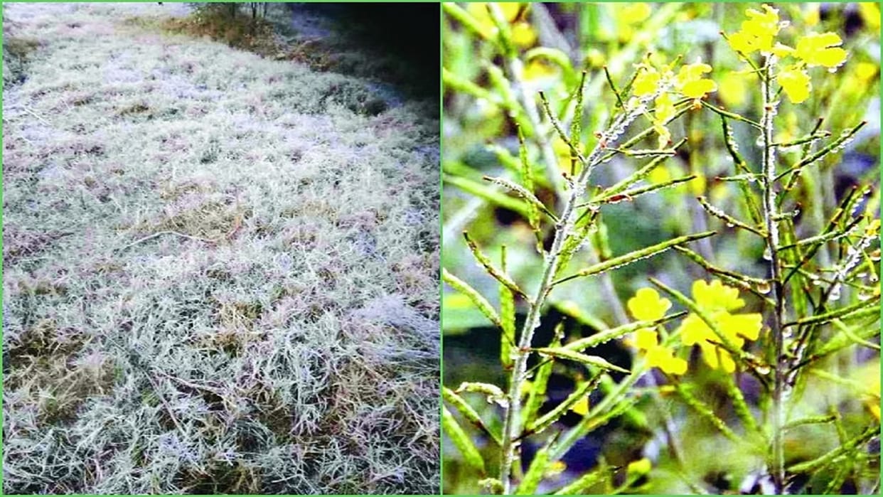 Cold wave in three divisions of Chhattisgarh, night temperature in Mainpat is 1.2 degrees