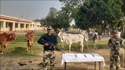 बीएसएफ ने पशु तस्करों को खदेड़ा, कई मवेशी किए बरामद