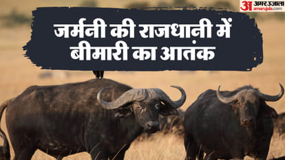 जर्मनी में पशुओं के परिवहन पर प्रतिबंध