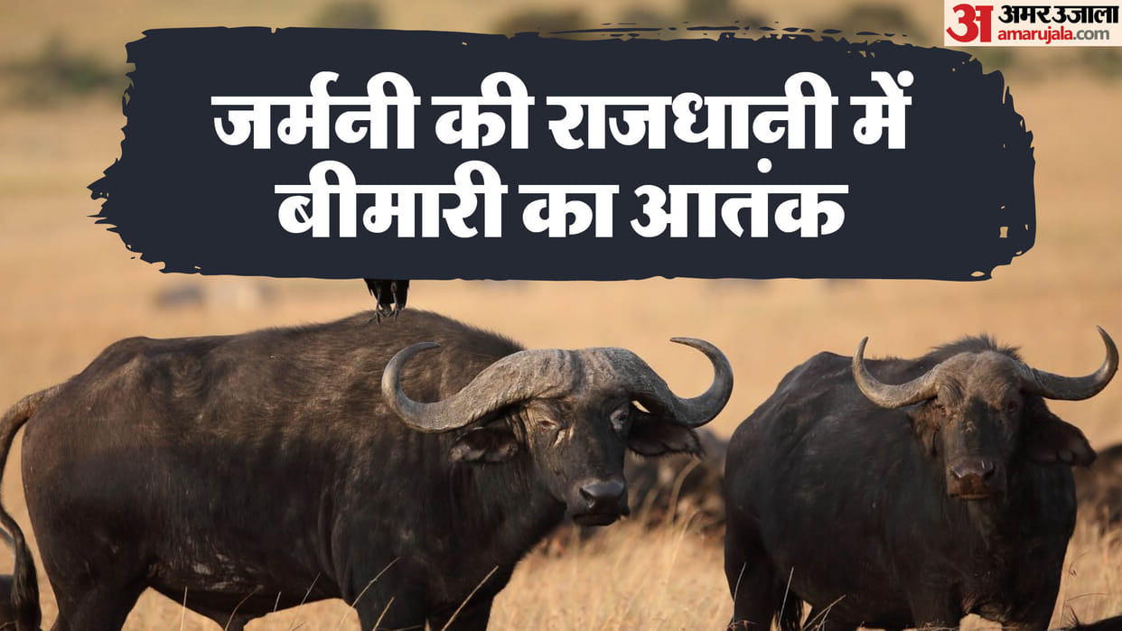 Animal transports banned in German region after foot-and-mouth disease detected, News in hindi