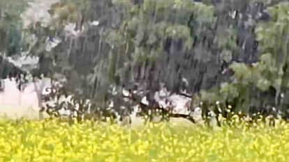 Rajasthan Weather Forecast Today: IMD Alert for Rain and Hailstorm, Impact of western disturbance