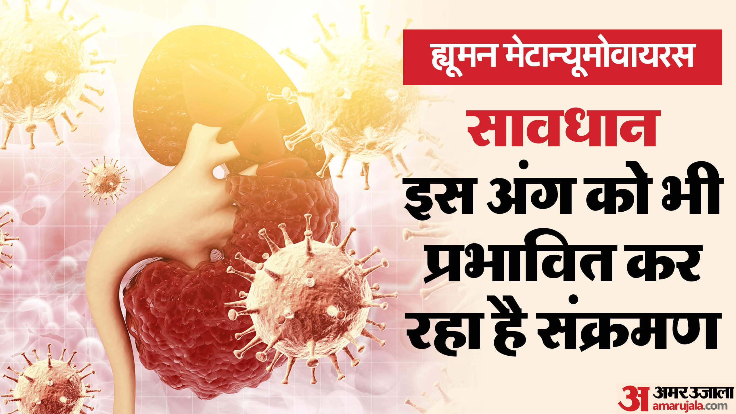 human metapneumovirus HMPV Side Effects Can HMPV affect your kidneys