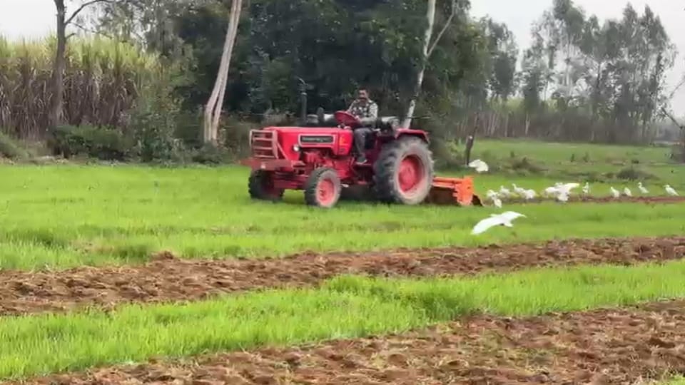 Bijnor: Troubled by stray animals, a farmer ploughed four bighas of wheat crop, despite complaints no solution