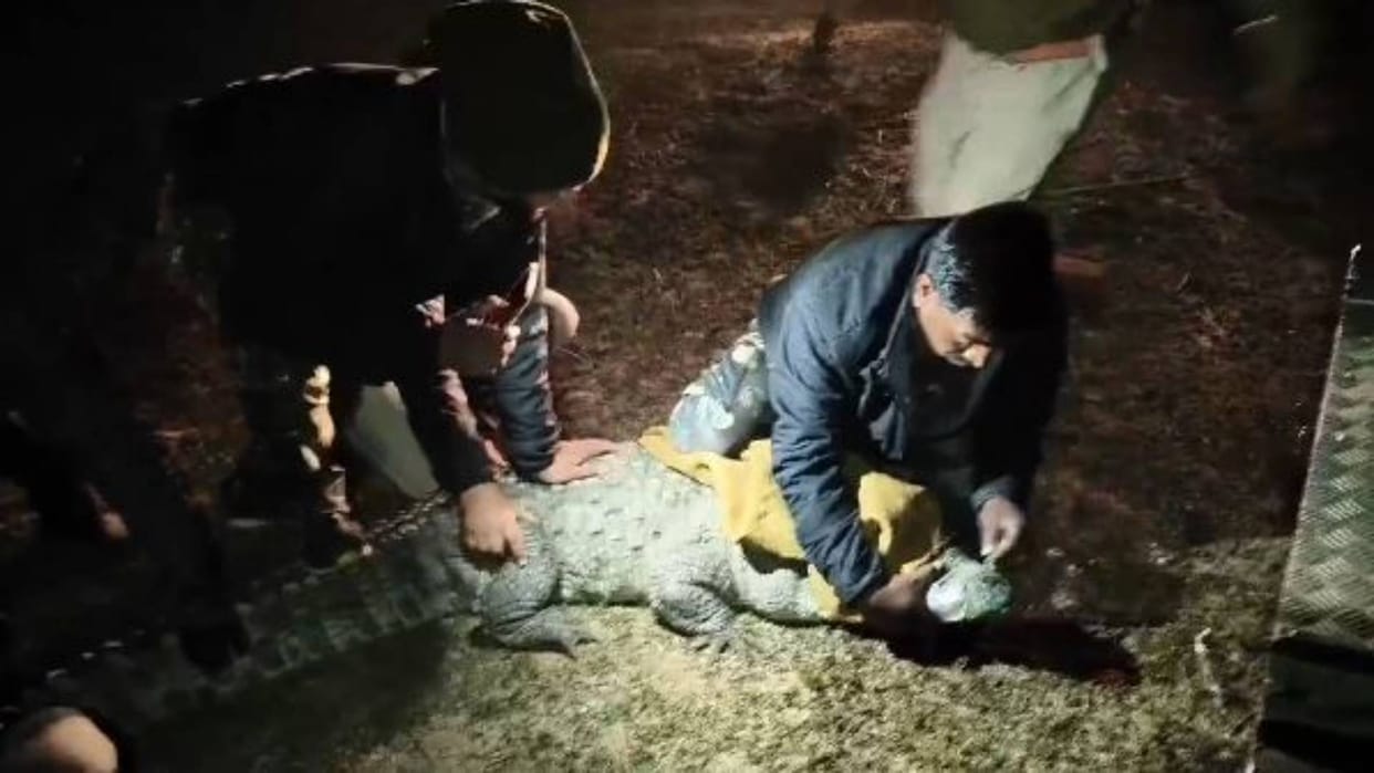Sagar News Now former BJP MLA Harvansh Rathore pet crocodile has reached forest