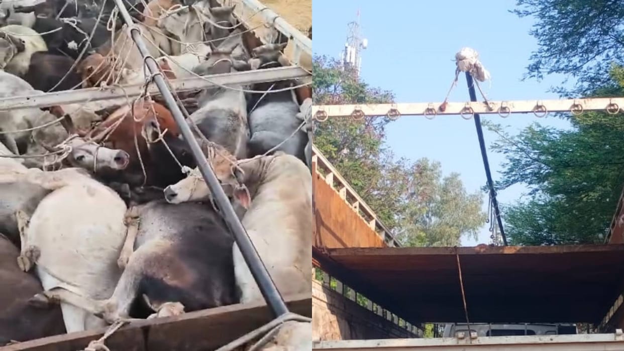 Bhopal Police caught cattle stuffed in vehicle VHP and Bajrang Dal workers gave information