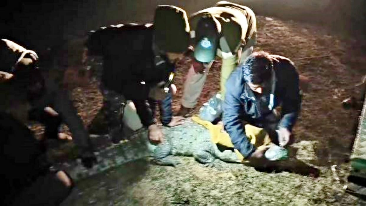Sagar IT Raid Four crocodiles found in former MLA Harvansh Rathore house released river after medical checkup