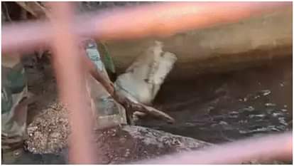 MP: सागर में पूर्व BJP विधायक के घर से दो मगरमच्छ रेस्क्यू, और होने की आशंका; तालाब का पानी निकालकर होगी तलाशी Sagar News Forest Department Team Rescued Crocodiles from Former BJP MLA Harvansh Rathore House