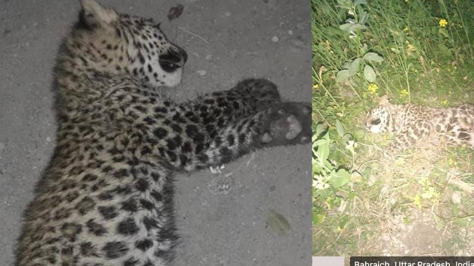 body of leopard cub was found in mustard field in Bahraich possibility of attack by some big animal