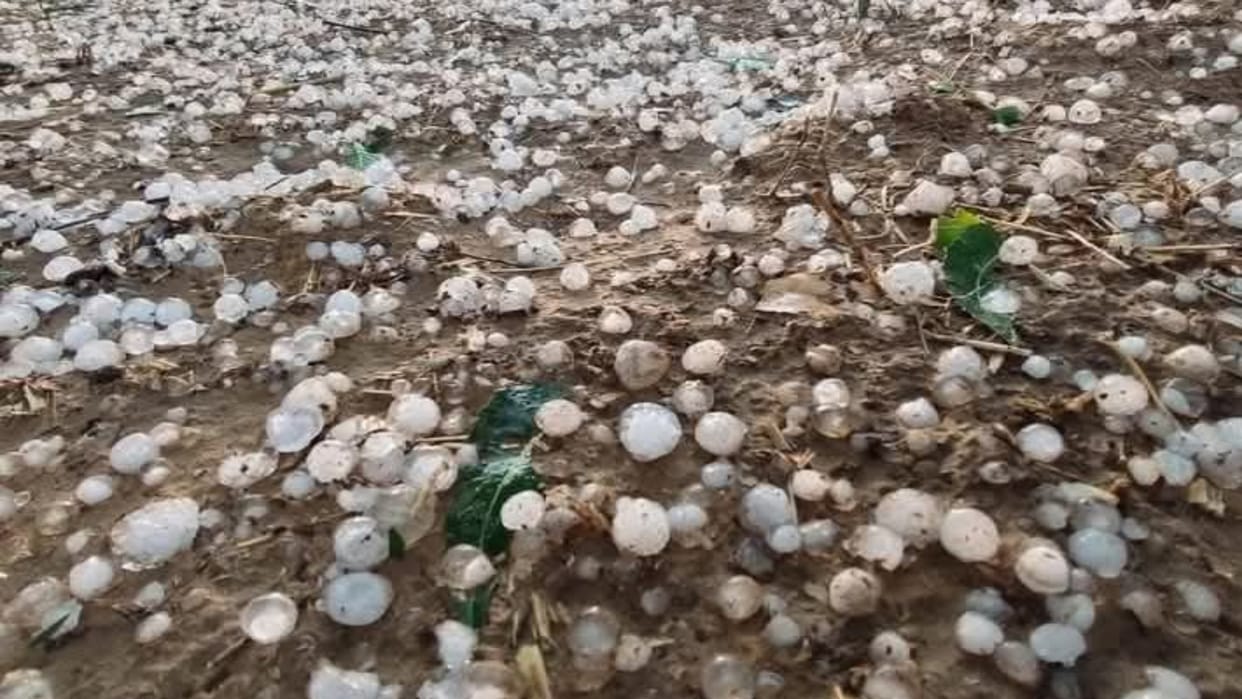 Rajasthan Weather Forecast Today: IMD Alert for Rain and Hailstorm, Impact of western disturbance