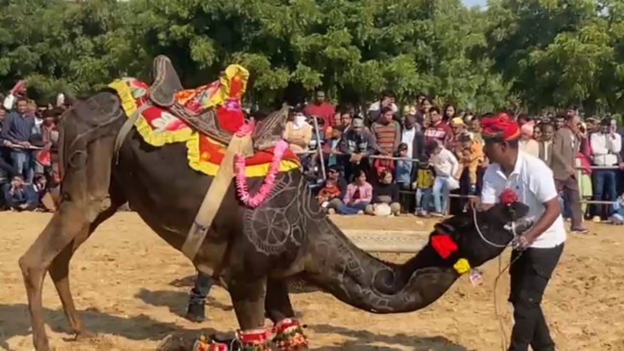 Bikaner : Camels danced to Rajasthani folk tunes and attracted the attention of tourists with amazing tricks