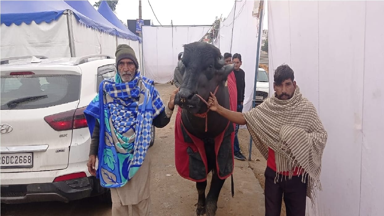 Four and a half year old 'Dharmendra' reached the animal fair in Kurukshetra, drinks five liters of milk every