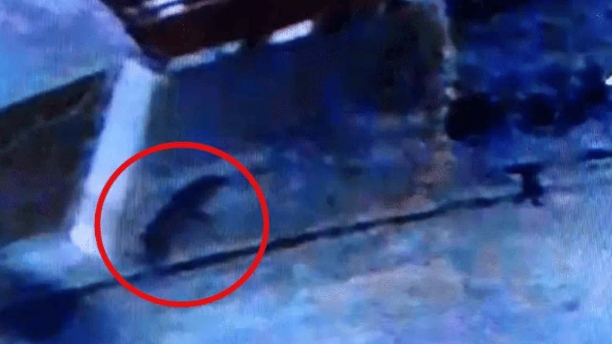 Indore News Leopard Sighting in Mhow Army War College and Corridor Forest Department on High Alert