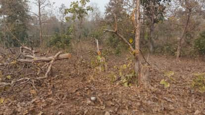 Green Syndicate's Web Spans from Panchkula to Kalesar: Suspicion Cast on Forest Department's Internal Network