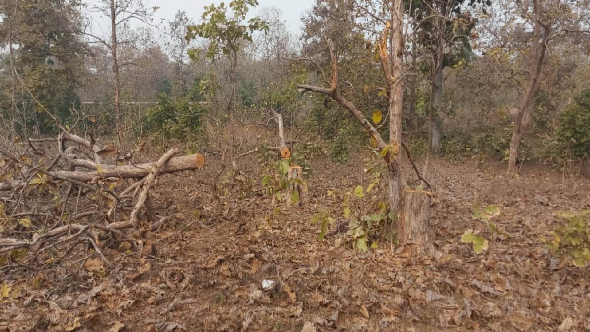 पेड़ कटे पड़े।