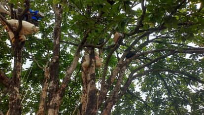 Anuppur News Due to fear of elephants people of Baiga caste have hung food items on trees they are troubled