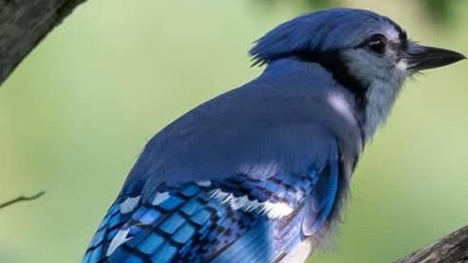 Rare bird Blue Jay seen for the first time in Ranikhet
