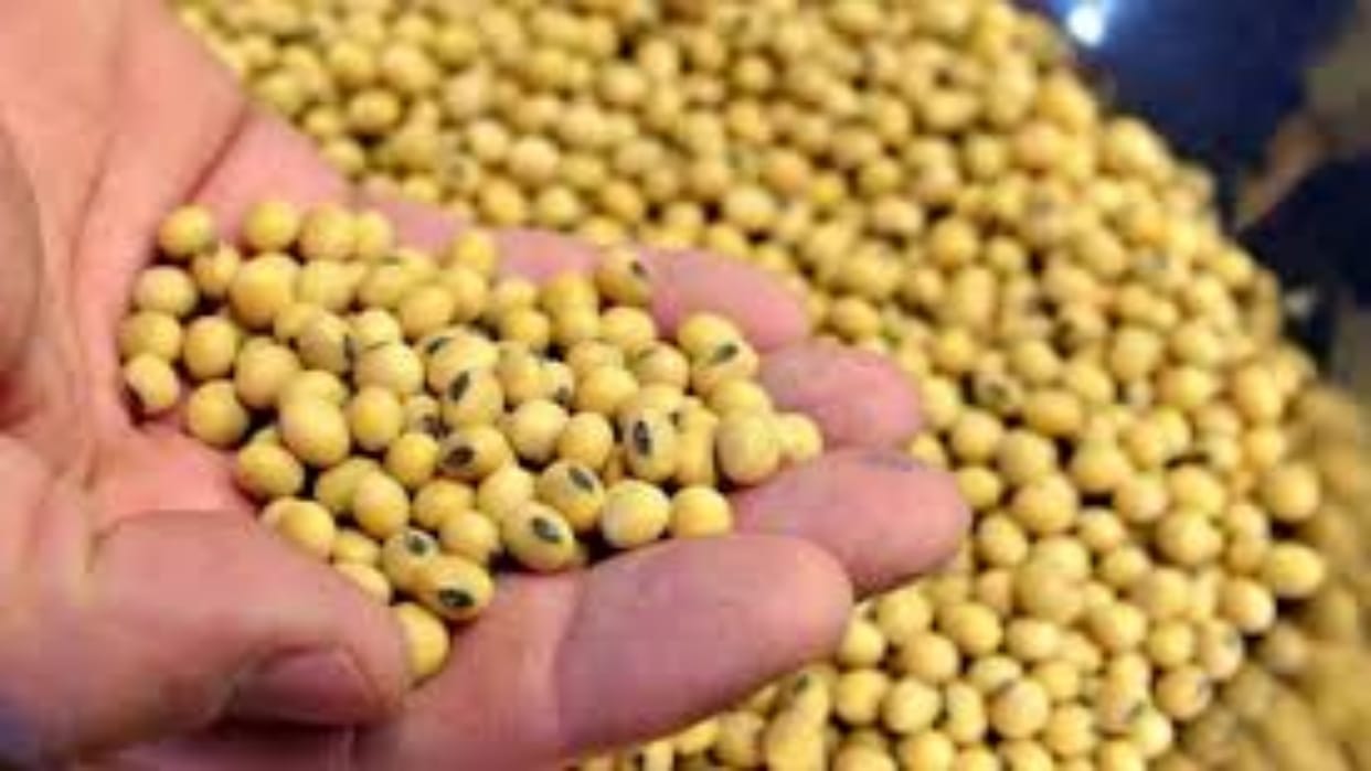 Rajasthan News: Soybean purchase deadline extended in Maharashtra and Rajasthan, Will continue till february 4