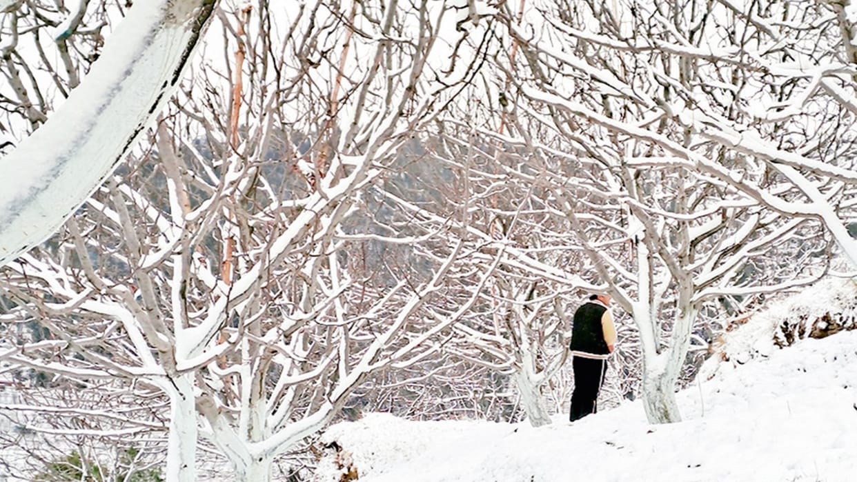 Snowfall brings good apple crop, rain is a boon for wheat and vegetables