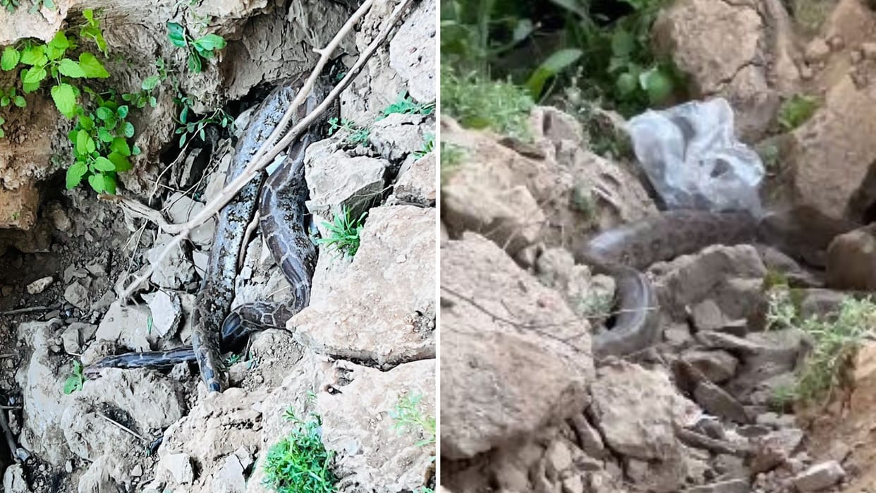 Pythons reside village of Chandauli people terrified Forest officer said no need afraid