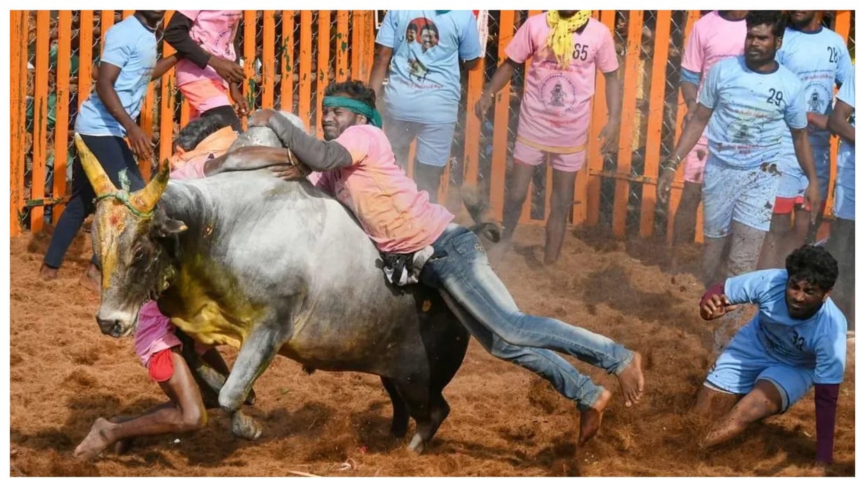 jallikattu event starts in tamil nadu madurai with 1100 bulls 900 tamers first day updates