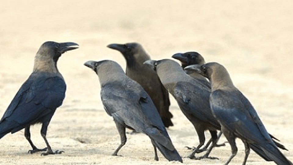 Makar Sankranti less crows come in mountains