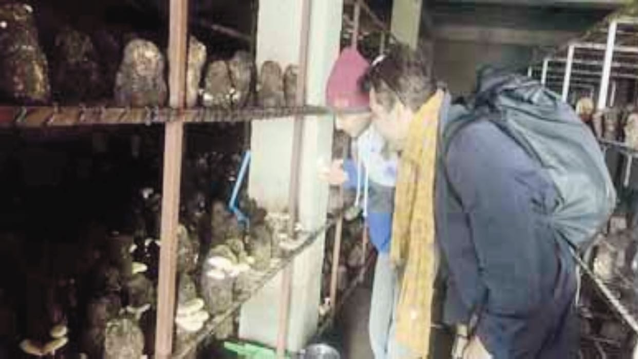 Directorate of Mushroom Research: Mushrooms are at risk of wet bubble disease, be careful