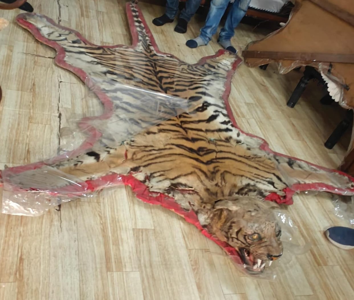 Sagar: Forest department searched the bungalow of former MLA, seized skins and horns of 45 wild animals