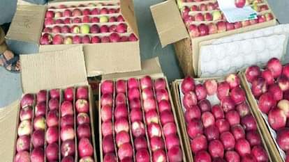 Horticulture department experts expressed hope Bumper crop of Royal variety of apples