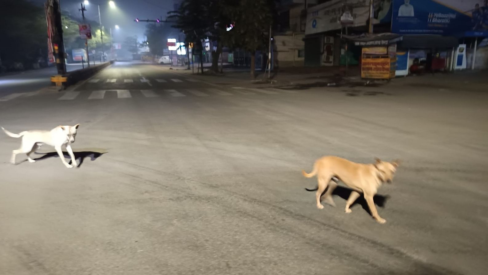 Dogs chased a woman riding a scooter she fell on the road died due to head injury police started investigation